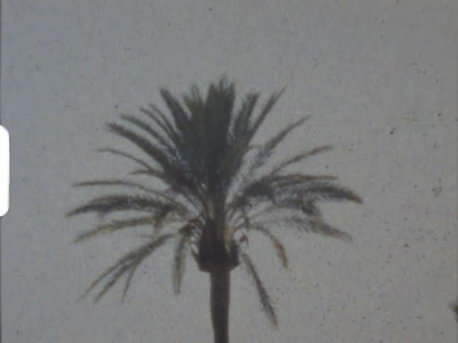 Vintage footage of a palm tree on a cloudy day in the tropics on 8mm