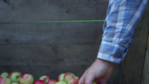 Farmer takes apple out of crate filled with picked apples on farm