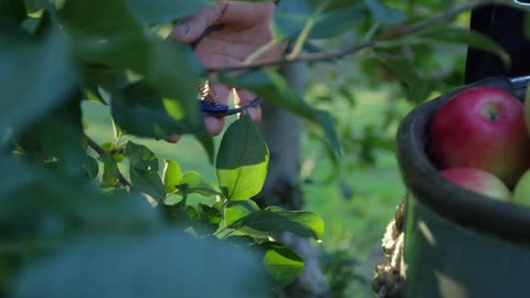 A person is picking apples from a tree and carrying a basket full of apples