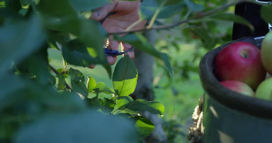 A person is picking apples from a tree and carrying a basket full of apples