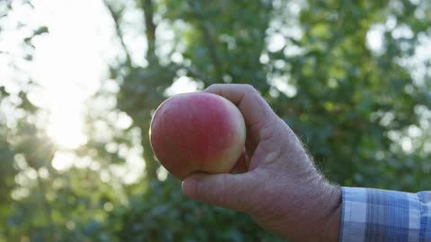 Sun shines between apple trees in orchard to shine on apple held by person wearing a plaid shirt