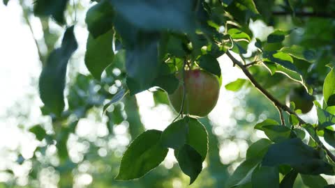 A person picking an apple from a tree branch on a sunny day