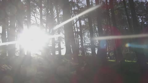Sunlight shining through forest trees on a summer day