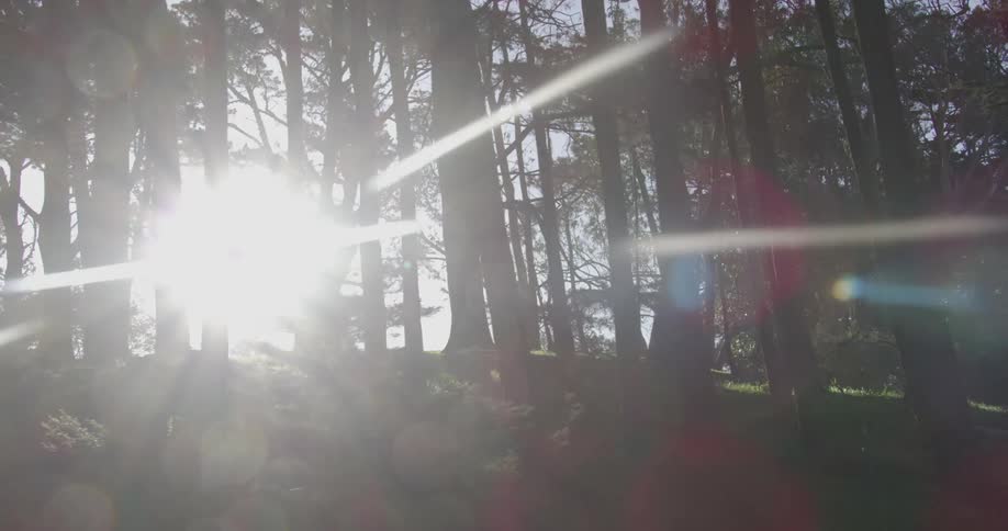 Sunlight shining through forest trees on a summer day