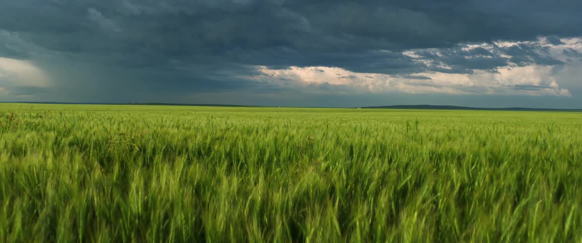 Wind blowing through tall grass in a rural field with storm clouds in the distance