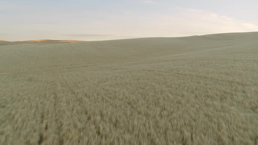Skimming low over wheat that's ready for harvest and rising to show the crop stretching beyond the horizon