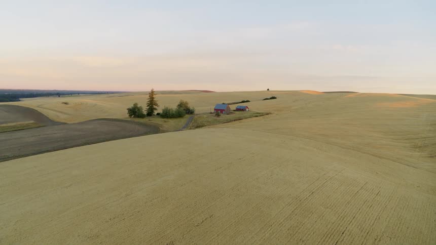 Approaching a quaint farmhouse surrounded by rolling wheat fields as the sunrise tints the sky pink