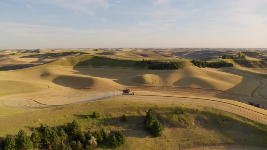 Traversing parallel with a combine harvester as it works its way through rolling wheat fields