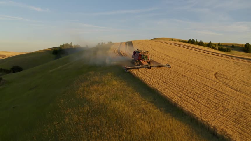 Pullback lead of a red combine harvester working along the edge of a golden wheat field