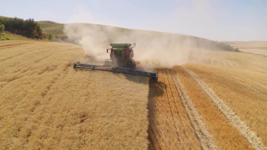 Leading a combine harvester as it works through a run of wheat