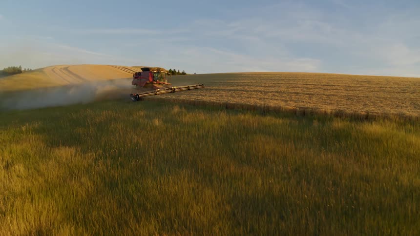 Parallax move around a red combine harvesting wheat at golden hour