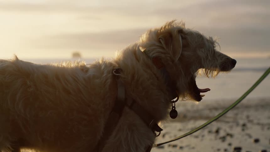 Dog yawning while at the beach and held on his leash