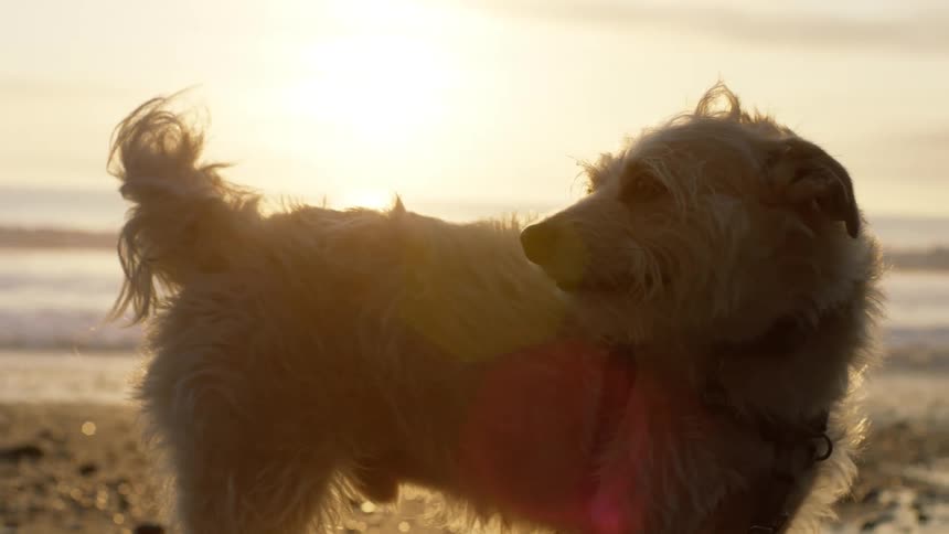 Dog standing on beach looking around