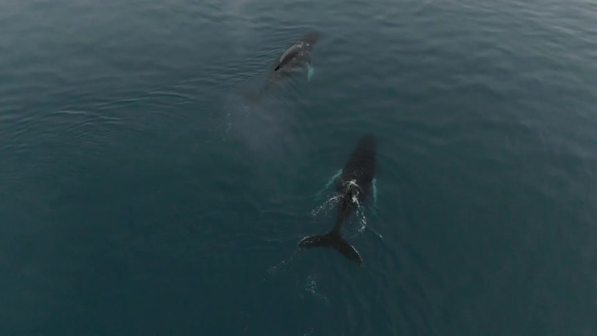 Two whales floating in a body of water exhale through their blowholes