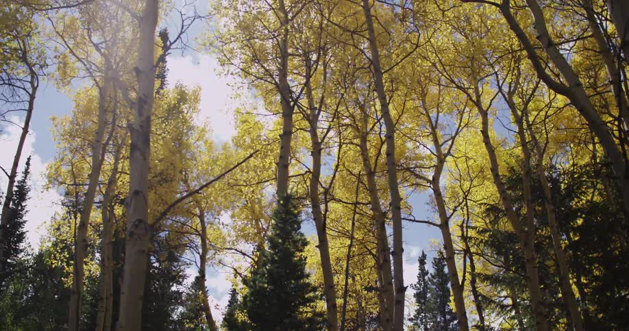 The wind blowing through forest trees