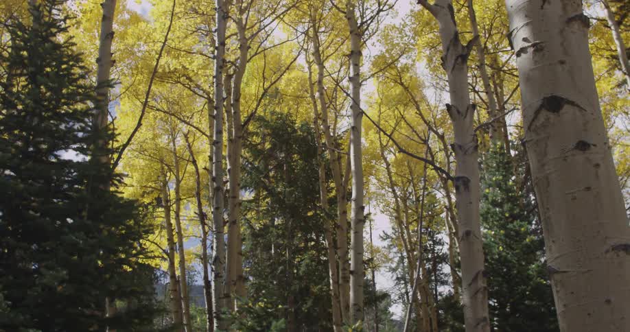 Wind blowing through yellow forest trees