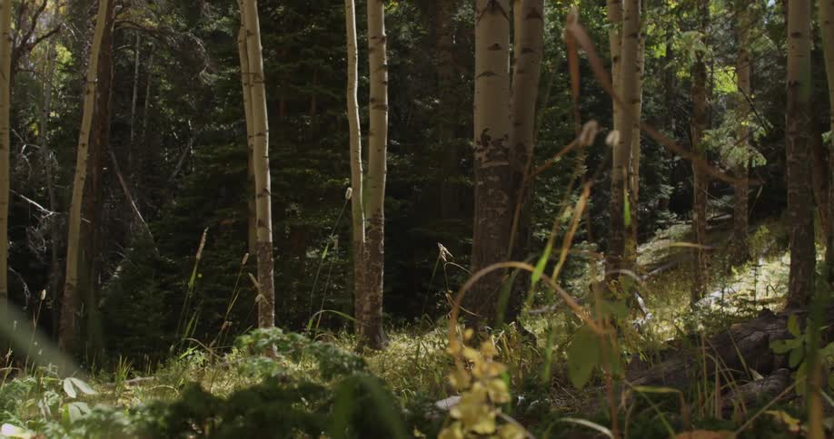 Grass blows in a forest
