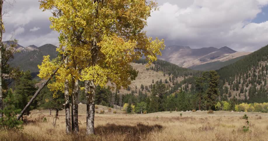 A tree with yellow leaves is blowing in the wind