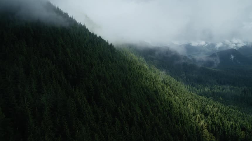 Pine forests cover the side of a mountain and also a valley