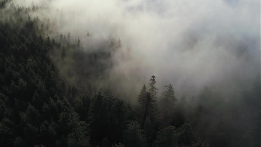 Morning sun cuts through mist hanging over mountain forest
