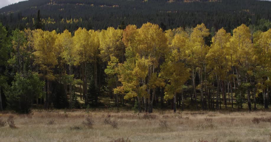Trees with leaves turned golden sway in the breeze
