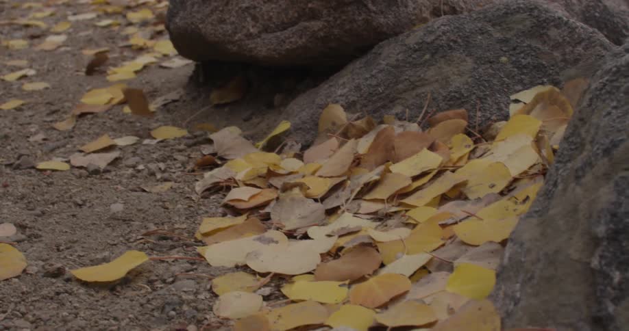 A fall breeze blowing leaves