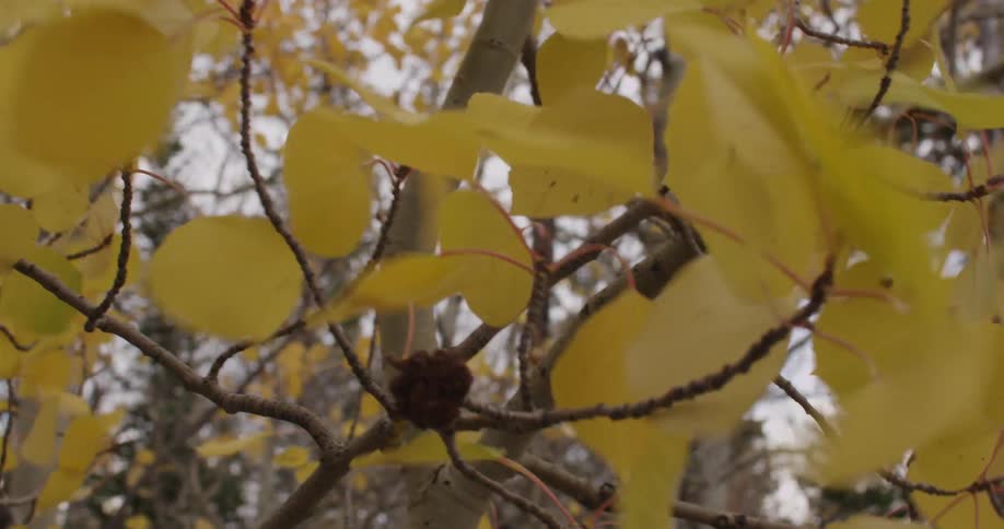 Yellow leaves on a tree rustling in the breeze