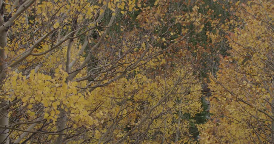 Branches and leaves rustling in a fall wind