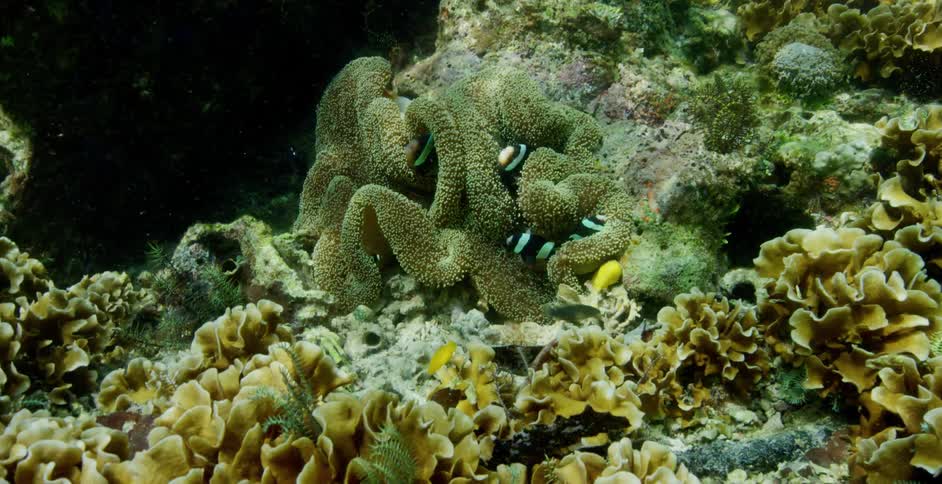 Underwater with fish and coral reef with light reflecting