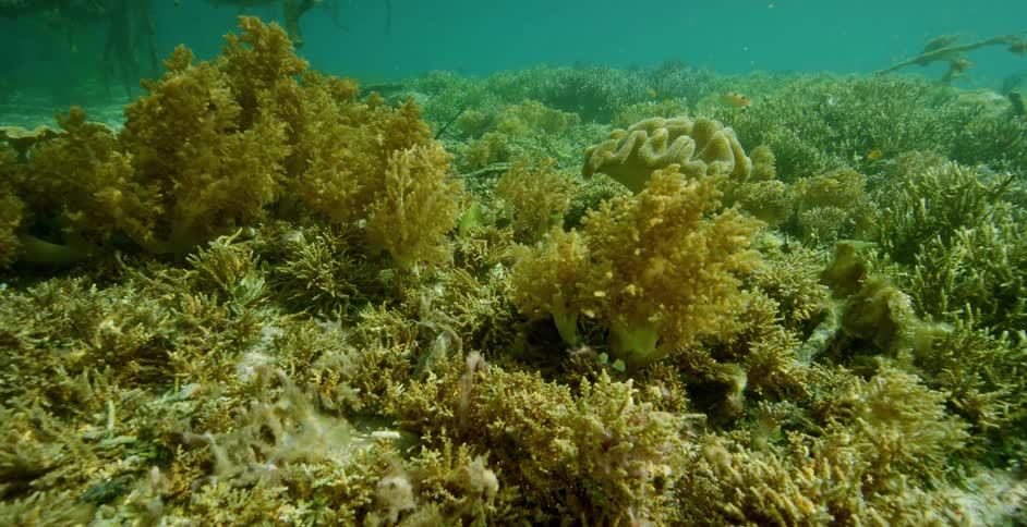 Fish and plants under water