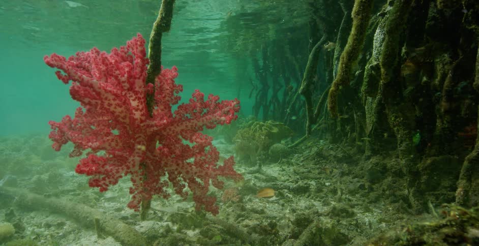 Red seaweed floats underwater