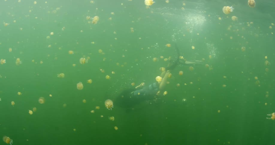 A person with snorkeling gear is underwater in an ocean with jellyfish while holding a camera