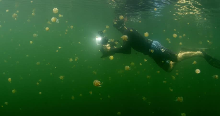 A man with a snorkel and flippers swimming underwater with a camera with jellyfish