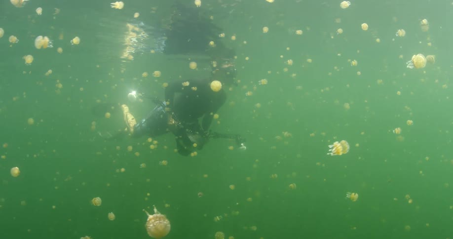 Man scuba diving underwater surrounded by jellyfish