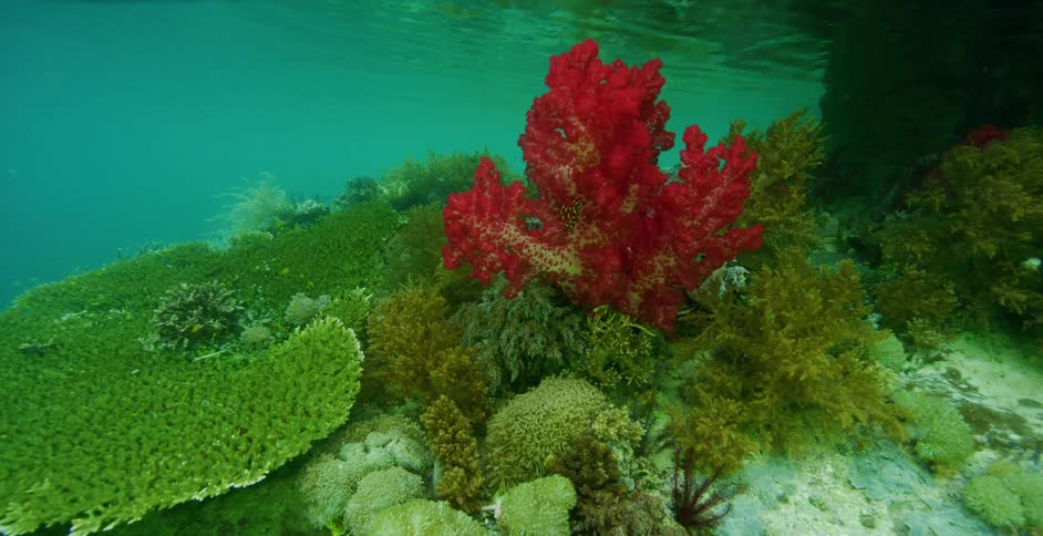 A coral reef underwater with fishes