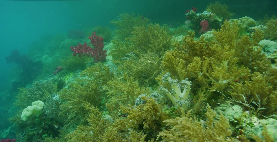 A view of underwater in the ocean is displayed