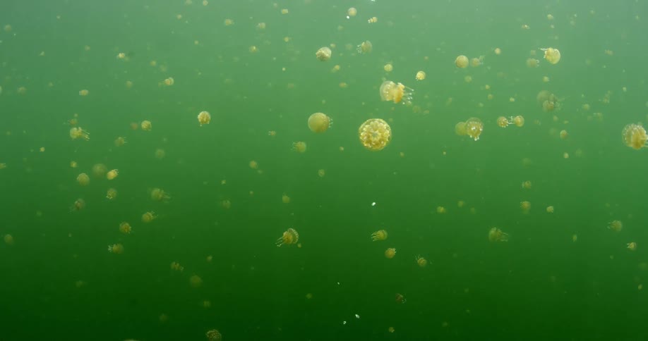 Jelly fish under water