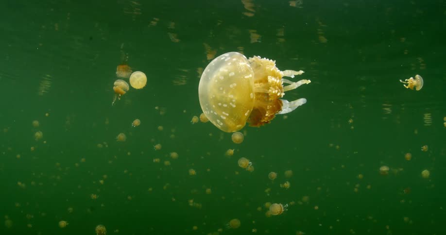 Jellyfish are swimming in the ocean water