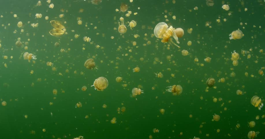 Jellyfish floating underwater