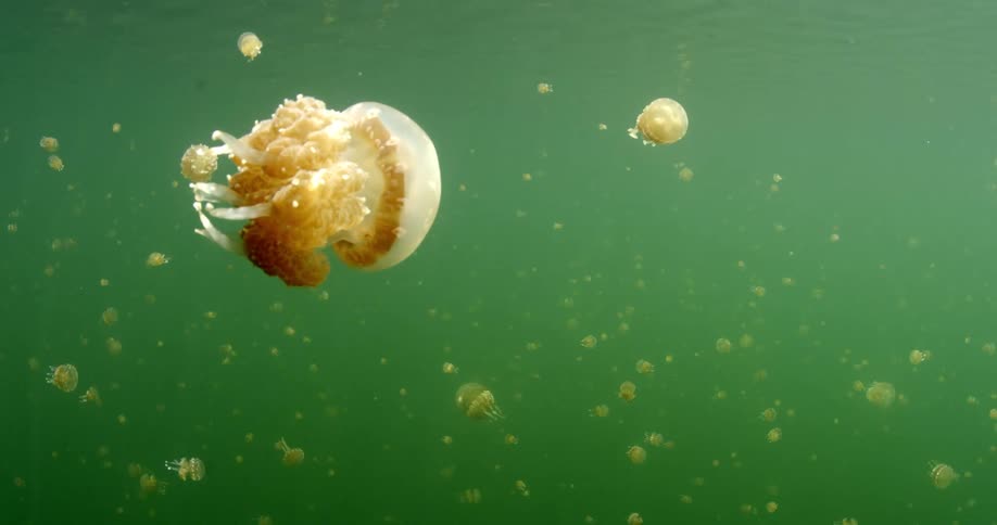 Jellyfish are swimming underwater