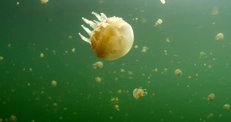 Jellyfish swimming underwater