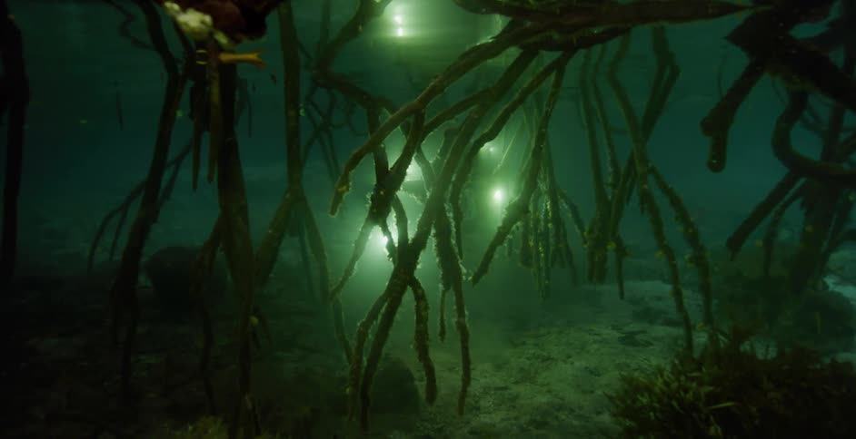 A shot underwater with plants and lights shining