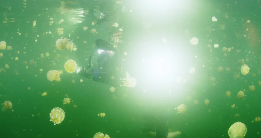 A diver spins in the water as he takes photos of hundreds of jellyfish swimming around him