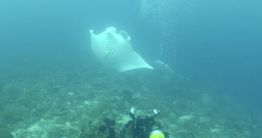 Sting rays and a scuba diver are underwater near a coral reef