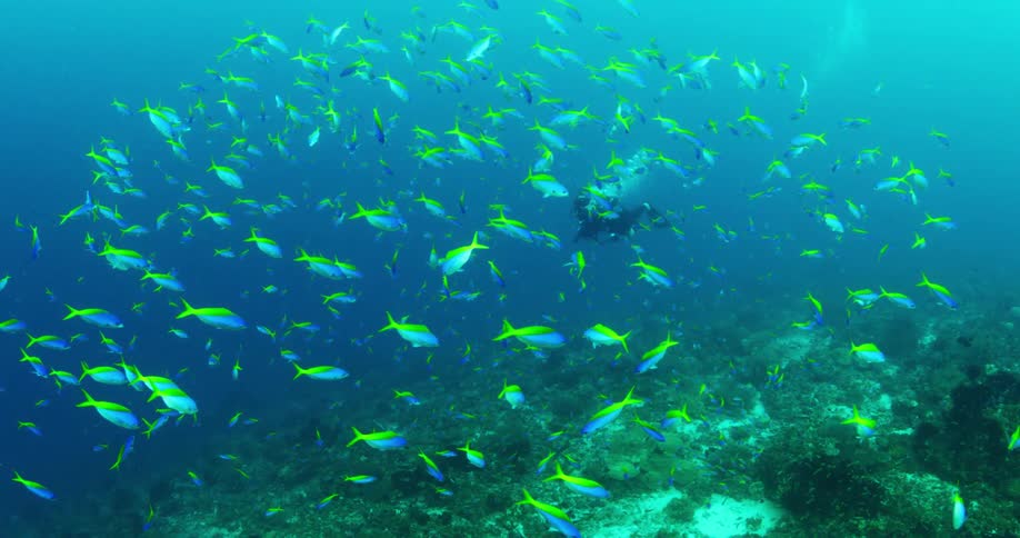 A diver swims as a school of fish passes by