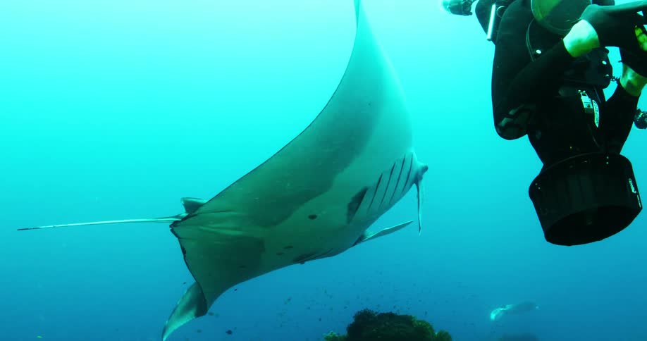 Manta ray underwater swims by scuba diver holding a camera