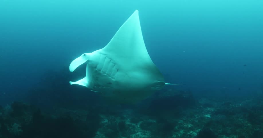 A large manta ray swims above coral on the ocean floor