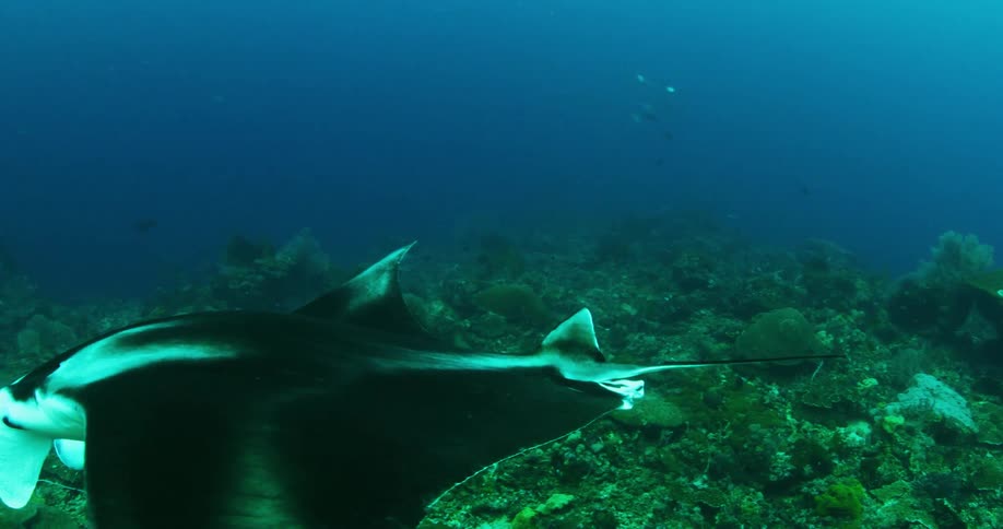 Manta ray swimming underwater in the ocean over a coral reef