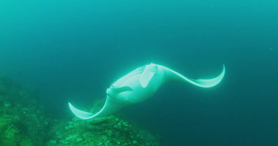 A manta ray swims near the sea floor during the day