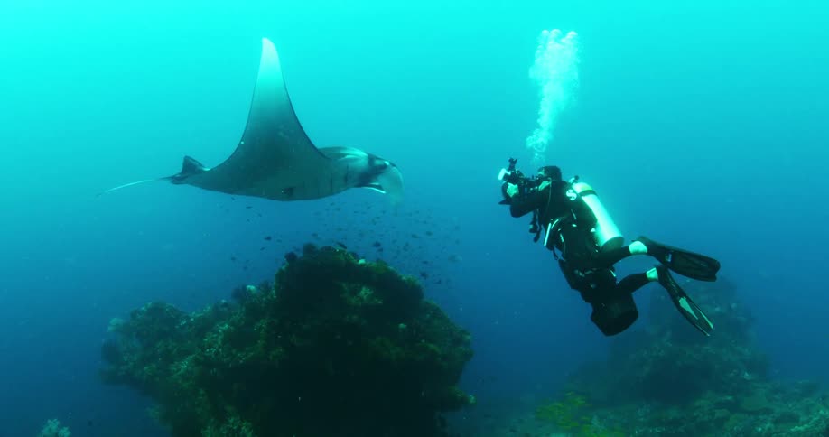 A diver is taking photographs of a manta ray